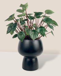 Peperomia Watermelon 'Peperomia Argyreia' - black ceramic sand pot - Potted plant - Tumbleweed Plants - Online Plant Delivery Singapore
