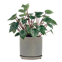 Peperomia Watermelon 'Peperomia Argyreia'