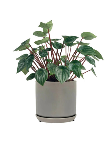 Peperomia Watermelon 'Peperomia Argyreia'