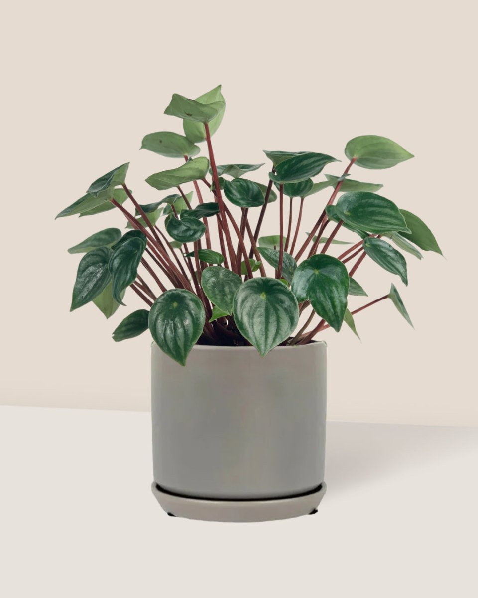 Peperomia Watermelon 'Peperomia Argyreia' - little cylinder grey with tray planter - Potted plant - Tumbleweed Plants - Online Plant Delivery Singapore
