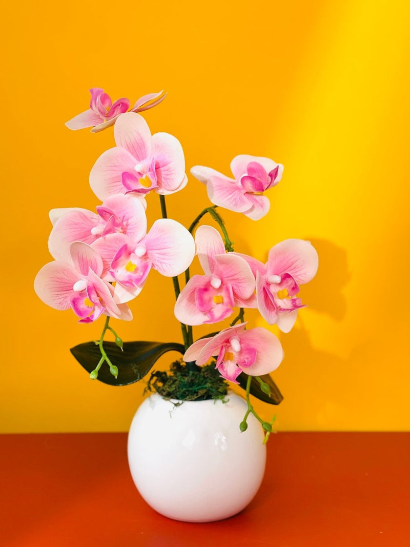 Phalaenopsis color for Health and Wealth - Pink Health - Gifting plant - Tumbleweed Plants - Online Plant Delivery Singapore