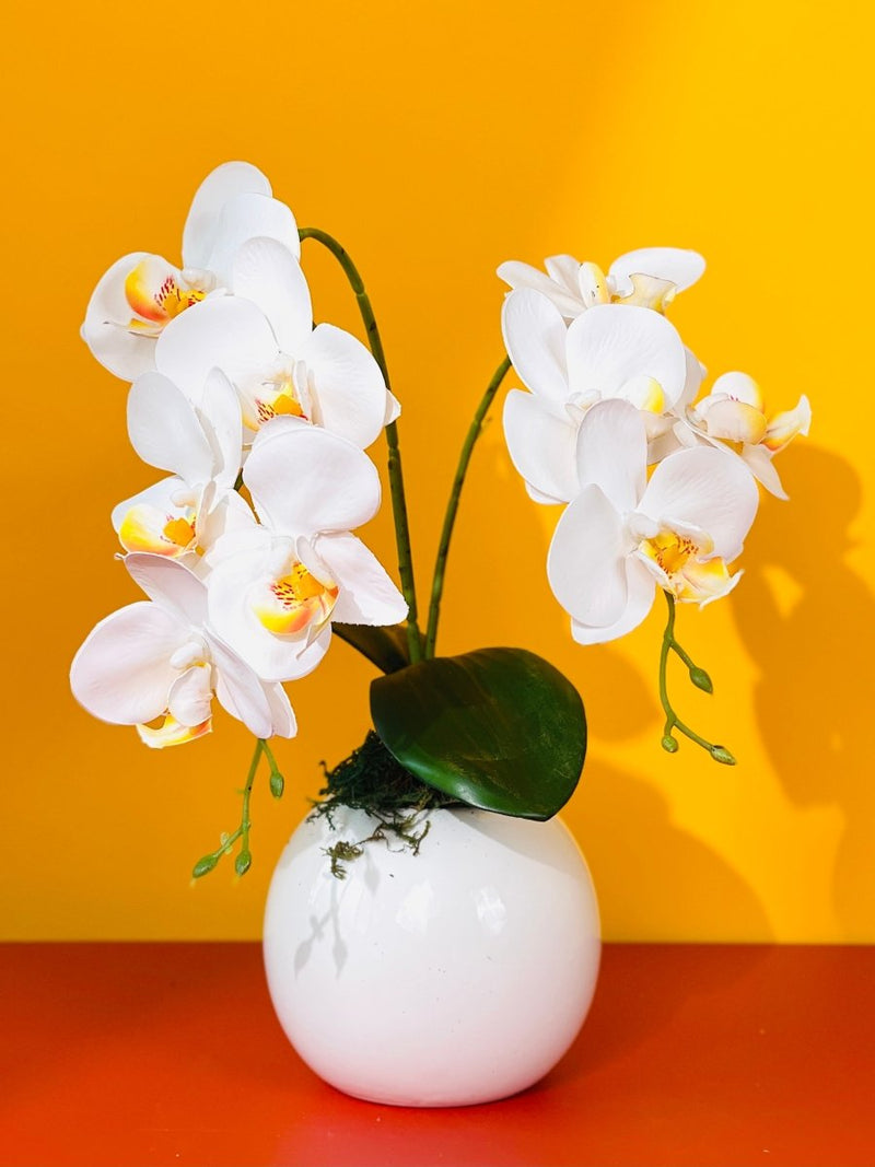 Phalaenopsis color for Health and Wealth - White Wealth - Gifting plant - Tumbleweed Plants - Online Plant Delivery Singapore