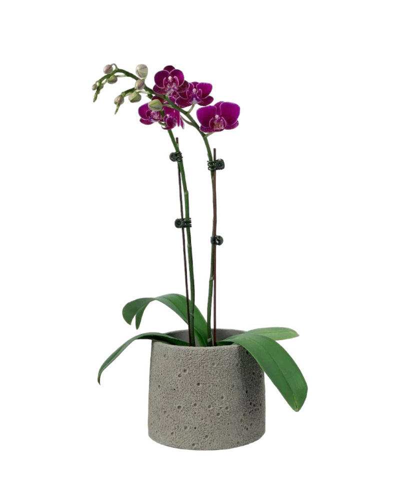 Phalaenopsis Orchid Arrangement in Cement Planter - Gifting plant - Tumbleweed Plants - Online Plant Delivery Singapore