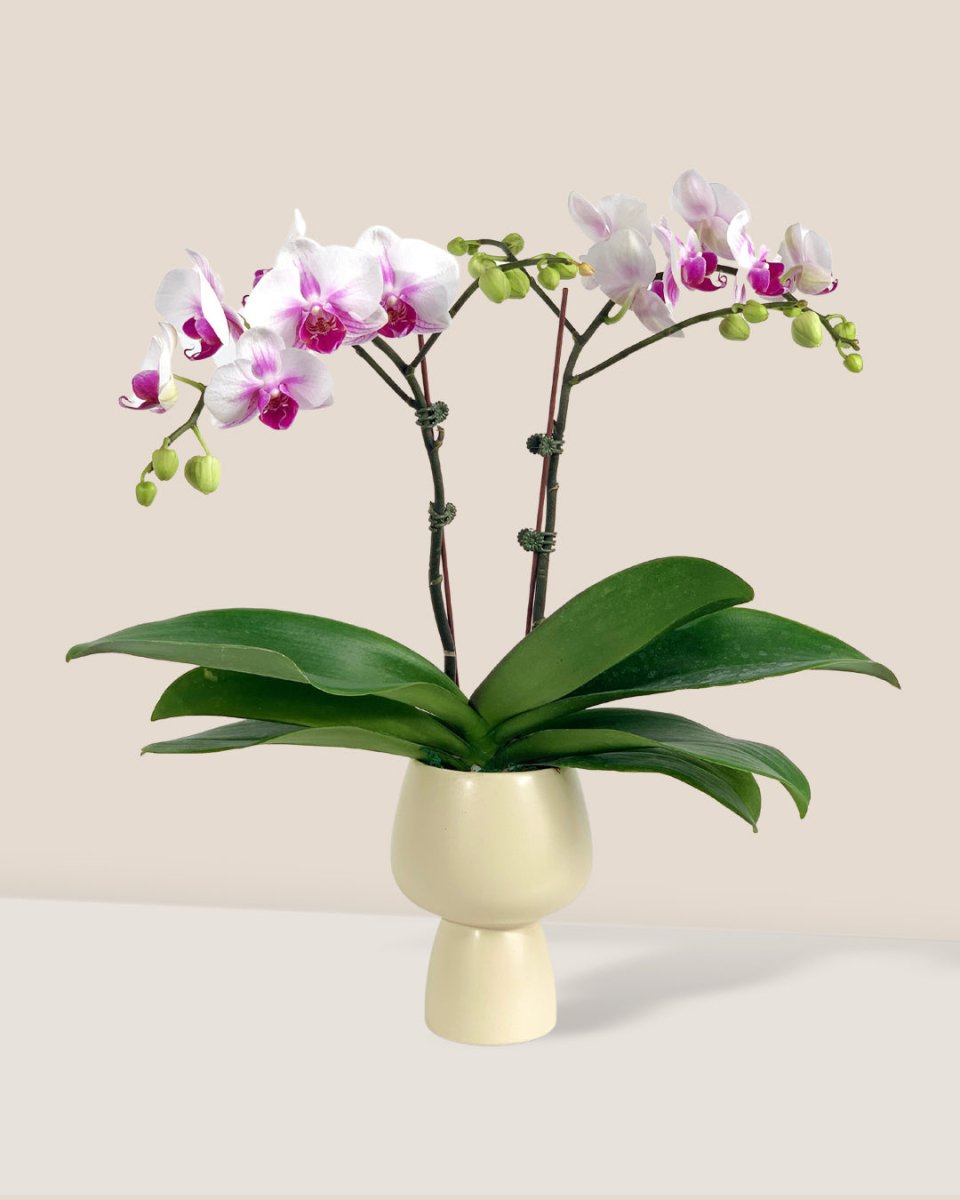 Phalaenopsis Orchid Arrangement in Ceramic Sand Pot - Gifting plant - Tumbleweed Plants - Online Plant Delivery Singapore
