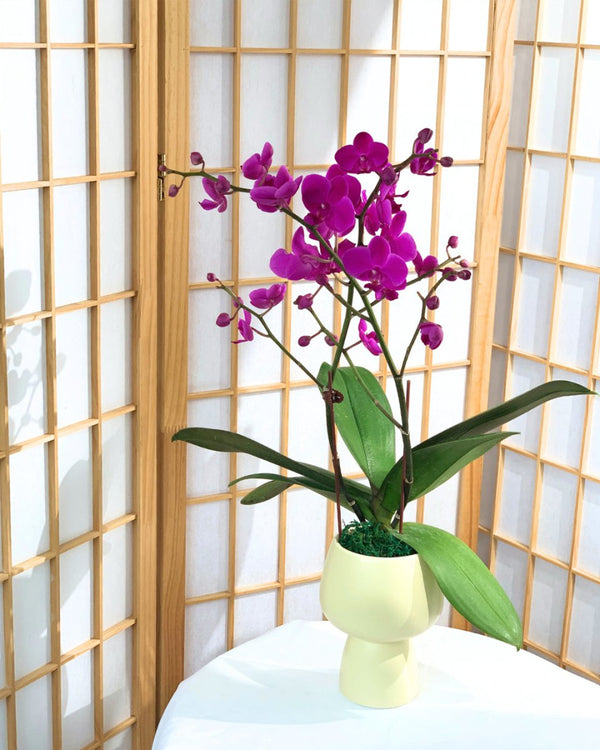Phalaenopsis Orchid Arrangement in Ceramic Sand Pot - Gifting plant - Tumbleweed Plants - Online Plant Delivery Singapore