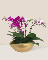 Phalaenopsis Orchid Arrangement in Hammered Gold Planter - Gifting plant - Tumbleweed Plants - Online Plant Delivery Singapore
