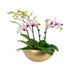 Phalaenopsis Orchid Arrangement in Hammered Gold Planter