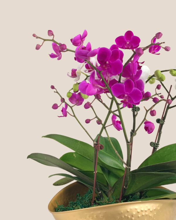 Phalaenopsis Orchid Arrangement in Hammered Gold Planter - Gifting plant - Tumbleweed Plants - Online Plant Delivery Singapore