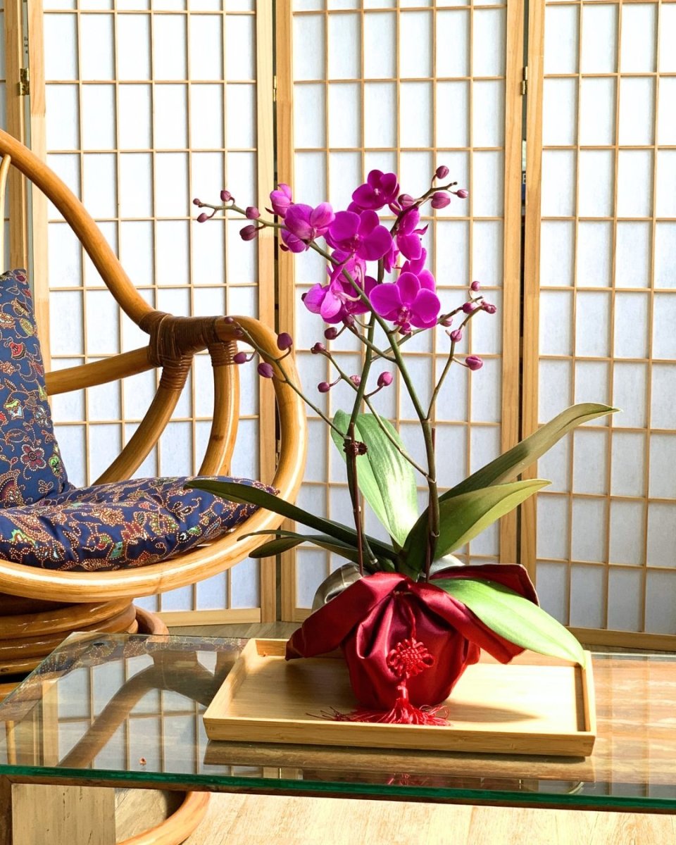 Phalaenopsis Orchid Arrangement in Satin Wrap - Gifting plant - Tumbleweed Plants - Online Plant Delivery Singapore