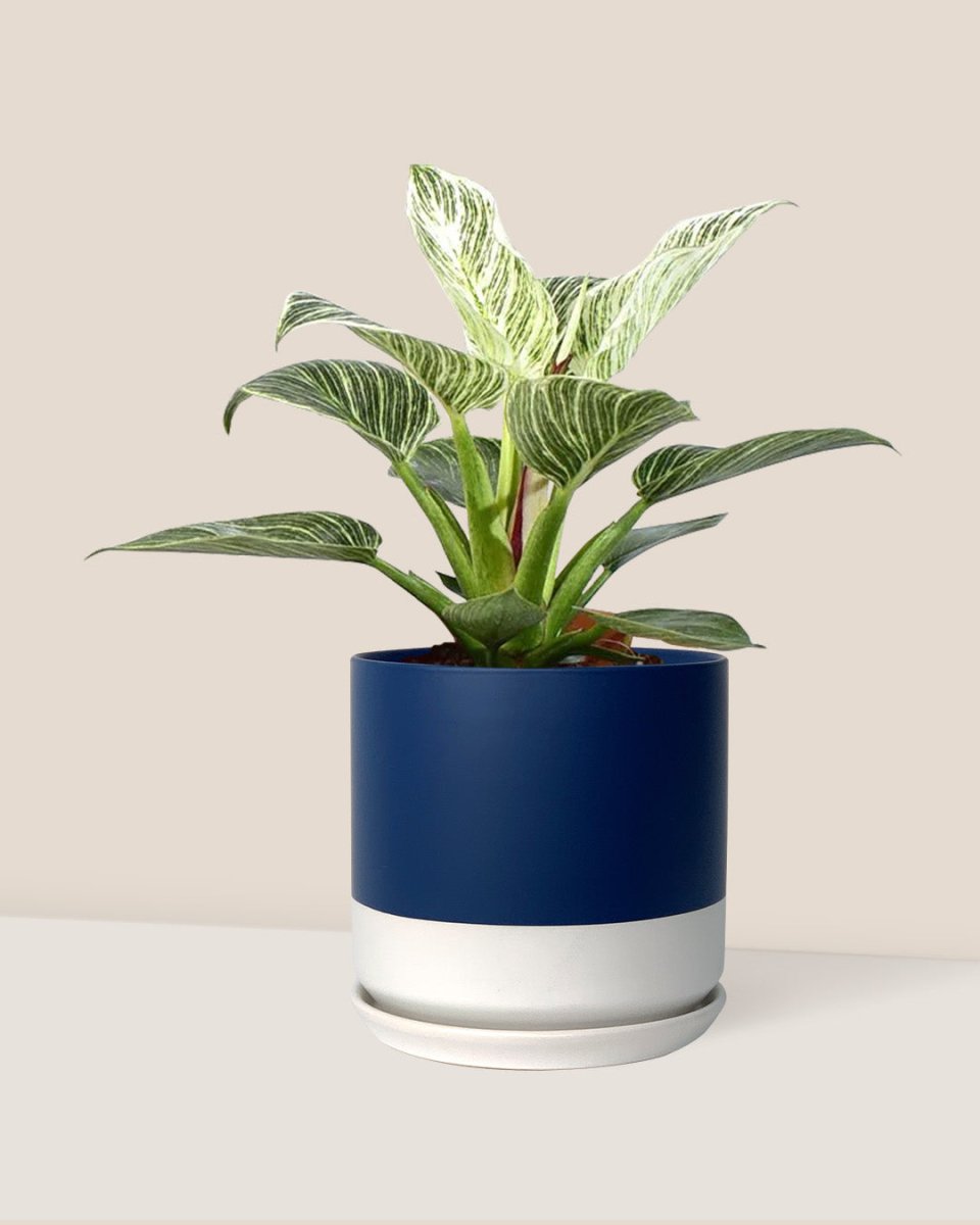 Philodendron Birkin - blue white two tone pot - Potted plant - Tumbleweed Plants - Online Plant Delivery Singapore