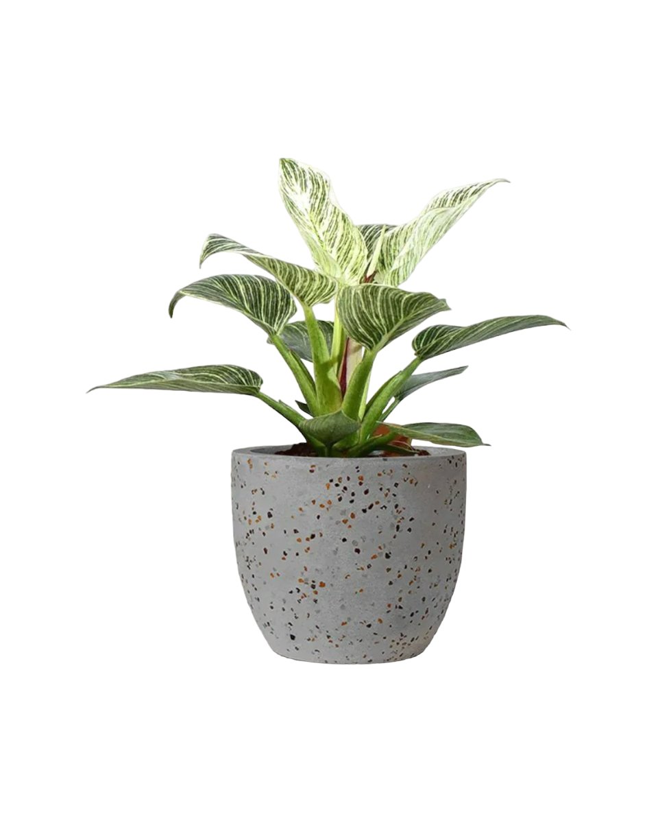Philodendron Birkin - egg pot - small/grey - Potted plant - Tumbleweed Plants - Online Plant Delivery Singapore