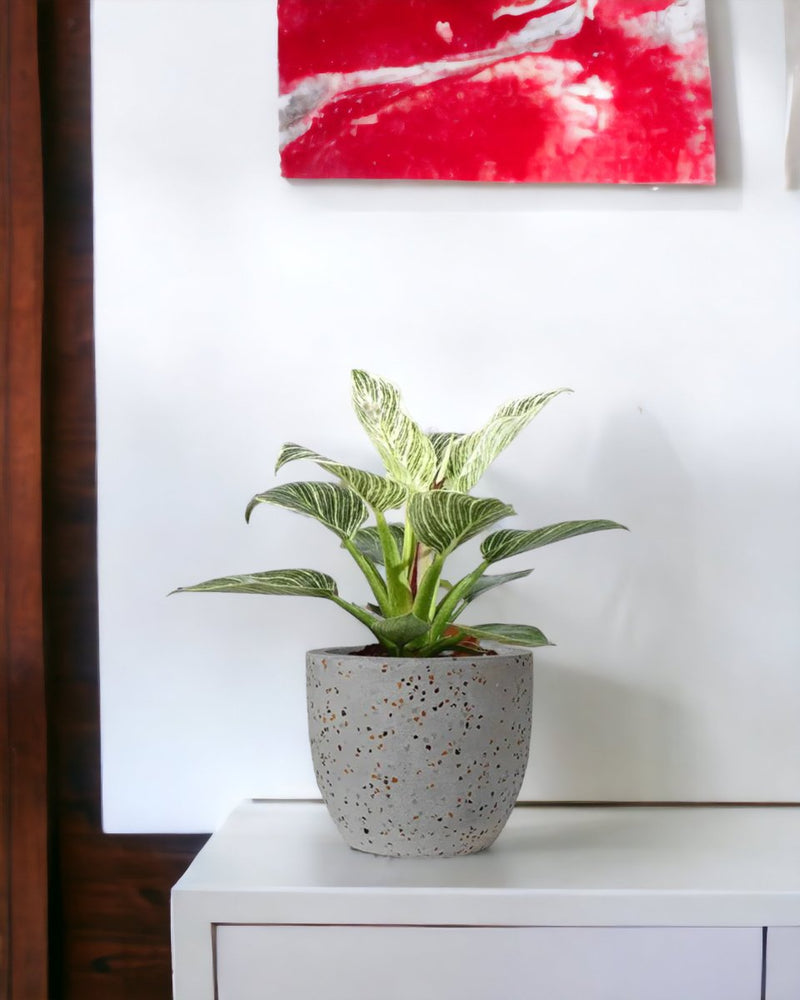 Philodendron Birkin - egg pot - small/grey - Potted plant - Tumbleweed Plants - Online Plant Delivery Singapore
