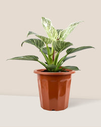 Philodendron Birkin - grow pot - Potted plant - Tumbleweed Plants - Online Plant Delivery Singapore