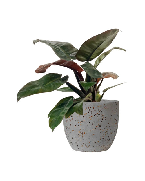 Philodendron ‘Black Cardinal’ - blue white two tone pot - Potted plant - Tumbleweed Plants - Online Plant Delivery Singapore