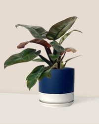 Philodendron ‘Black Cardinal’ - blue white two tone pot - Potted plant - Tumbleweed Plants - Online Plant Delivery Singapore