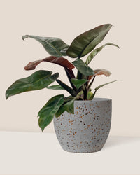 Philodendron ‘Black Cardinal’ - egg pot - small/grey - Potted plant - Tumbleweed Plants - Online Plant Delivery Singapore