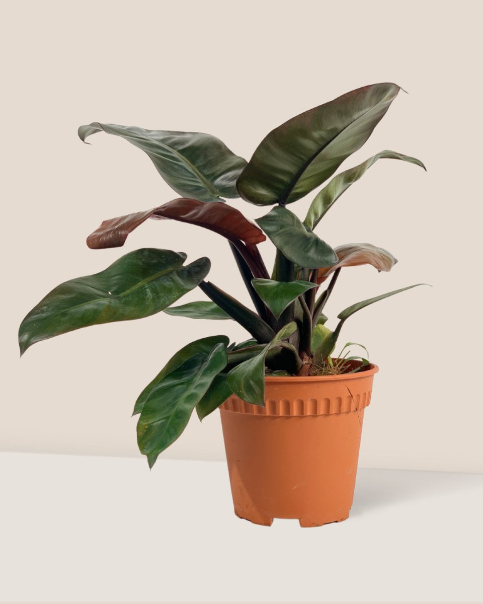 Philodendron ‘Black Cardinal’ - grow pot - Potted plant - Tumbleweed Plants - Online Plant Delivery Singapore