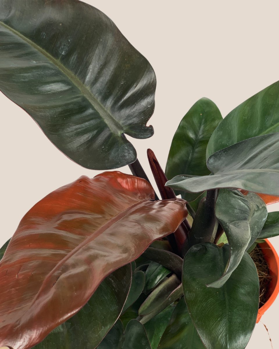 Philodendron ‘Black Cardinal’ - grow pot - Potted plant - Tumbleweed Plants - Online Plant Delivery Singapore