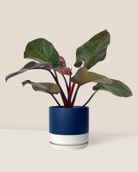 Philodendron ‘Black Congo’ - blue white two tone pot - Just plant - Tumbleweed Plants - Online Plant Delivery Singapore