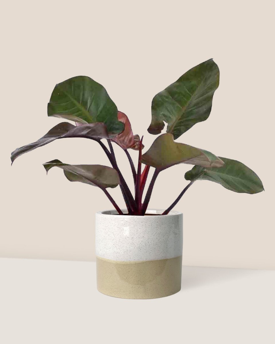 Philodendron ‘Black Congo’ - cream two tone planter - Just plant - Tumbleweed Plants - Online Plant Delivery Singapore