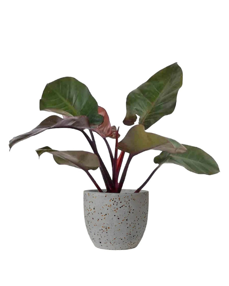 Philodendron ‘Black Congo’ - egg pot - small/grey - Just plant - Tumbleweed Plants - Online Plant Delivery Singapore