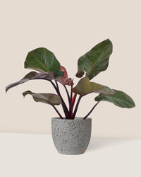 Philodendron ‘Black Congo’ - egg pot - small/grey - Just plant - Tumbleweed Plants - Online Plant Delivery Singapore
