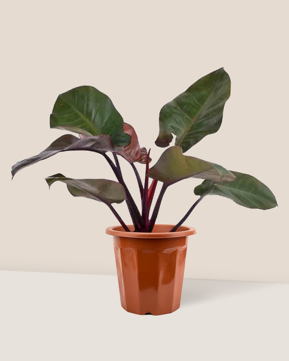 Philodendron ‘Black Congo’ - grow pot - Just plant - Tumbleweed Plants - Online Plant Delivery Singapore