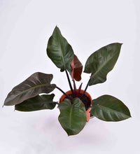Philodendron ‘Black Congo’ - terracotta pot - Just plant - Tumbleweed Plants - Online Plant Delivery Singapore