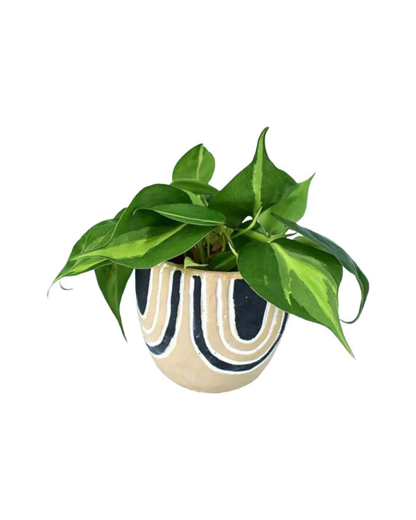 Philodendron Brasil - asha planter - Potted plant - Tumbleweed Plants - Online Plant Delivery Singapore