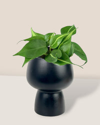 Philodendron Brasil - black ceramic sand pot - Potted plant - Tumbleweed Plants - Online Plant Delivery Singapore