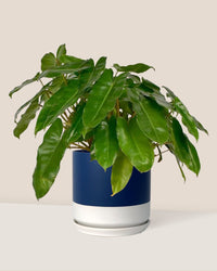 Philodendron Burle Marx - blue white two tone pot - Just plant - Tumbleweed Plants - Online Plant Delivery Singapore