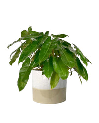 Philodendron Burle Marx - egg pots - gray/small - Just plant - Tumbleweed Plants - Online Plant Delivery Singapore