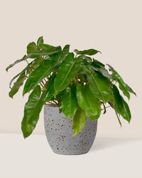 Philodendron Burle Marx - egg pots - gray/small - Just plant - Tumbleweed Plants - Online Plant Delivery Singapore