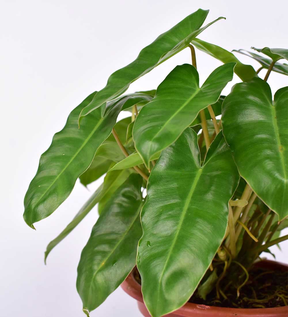 Philodendron Burle Marx - grow pot - Just plant - Tumbleweed Plants - Online Plant Delivery Singapore