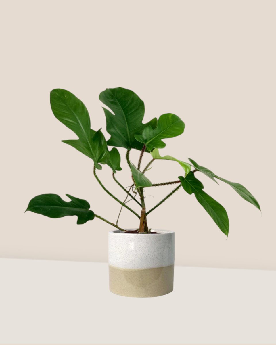 Philodendron Florida Beauty Red Stem - cream two tone pot - Just plant - Tumbleweed Plants - Online Plant Delivery Singapore