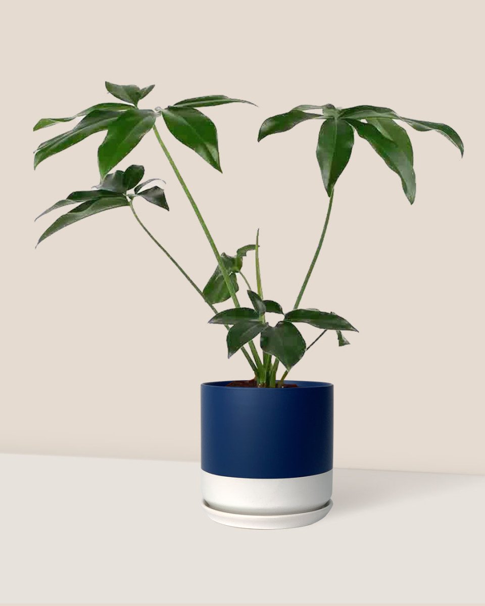 Philodendron Fun Bun - blue white two tone pot - Just plant - Tumbleweed Plants - Online Plant Delivery Singapore