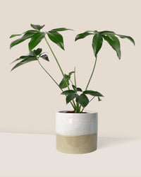 Philodendron Fun Bun - cream two tone planter - Just plant - Tumbleweed Plants - Online Plant Delivery Singapore