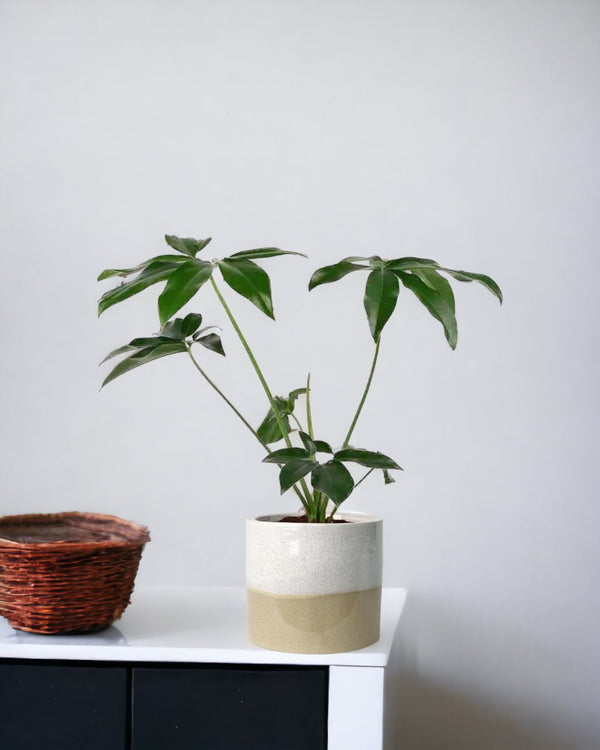 Philodendron Fun Bun - egg pot - small/grey - Just plant - Tumbleweed Plants - Online Plant Delivery Singapore