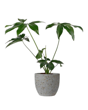 Philodendron Fun Bun - egg pot - small/grey - Just plant - Tumbleweed Plants - Online Plant Delivery Singapore