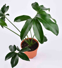 Philodendron Fun Bun - grow pot - Just plant - Tumbleweed Plants - Online Plant Delivery Singapore