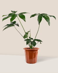 Philodendron Fun Bun - grow pot - Just plant - Tumbleweed Plants - Online Plant Delivery Singapore
