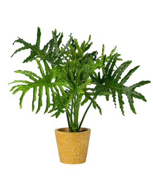 Philodendron Hope - sedona stand - Potted plant - Tumbleweed Plants - Online Plant Delivery Singapore
