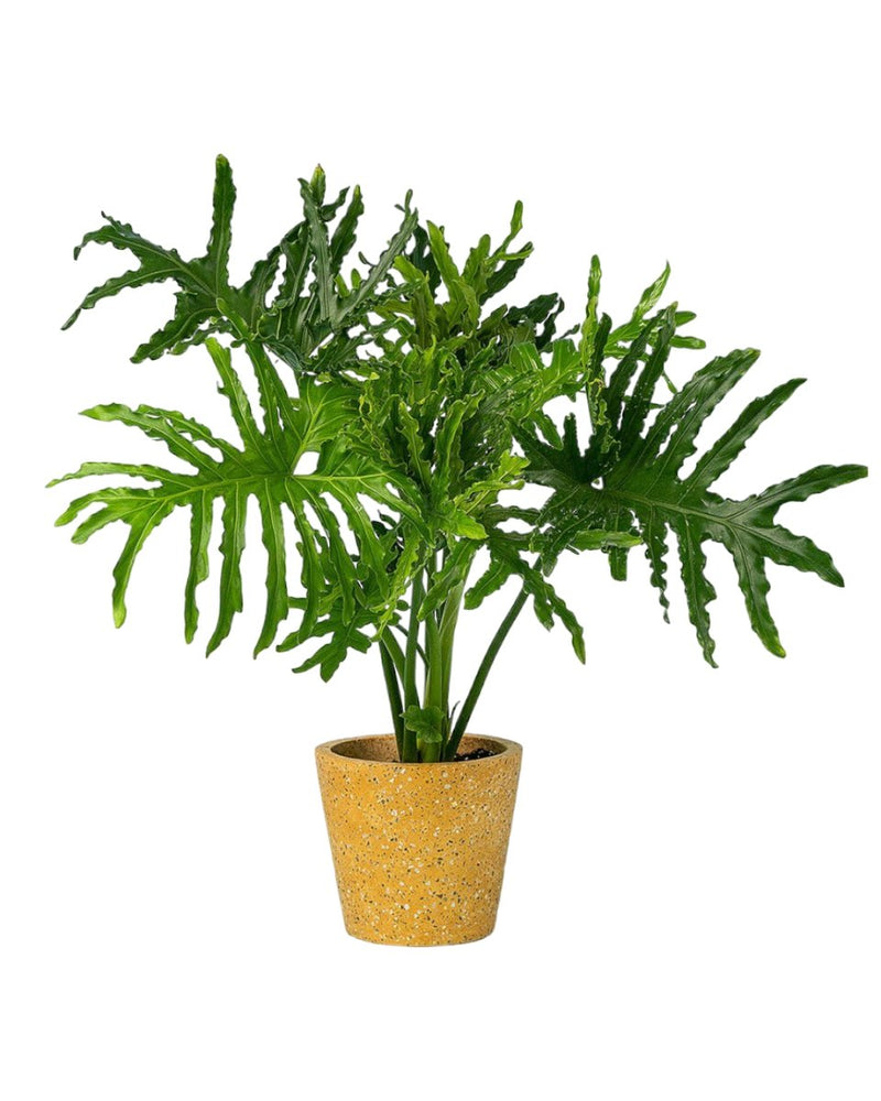 Philodendron Hope - sedona stand - Potted plant - Tumbleweed Plants - Online Plant Delivery Singapore