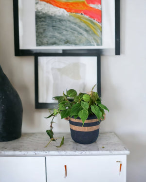 Philodendron Micans paired with portafino planter - black