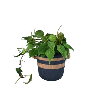 Philodendron Micans paired with portafino planter - black