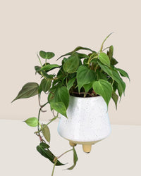 Philodendron Micans - UFO planter - Potted plant - Tumbleweed Plants - Online Plant Delivery Singapore