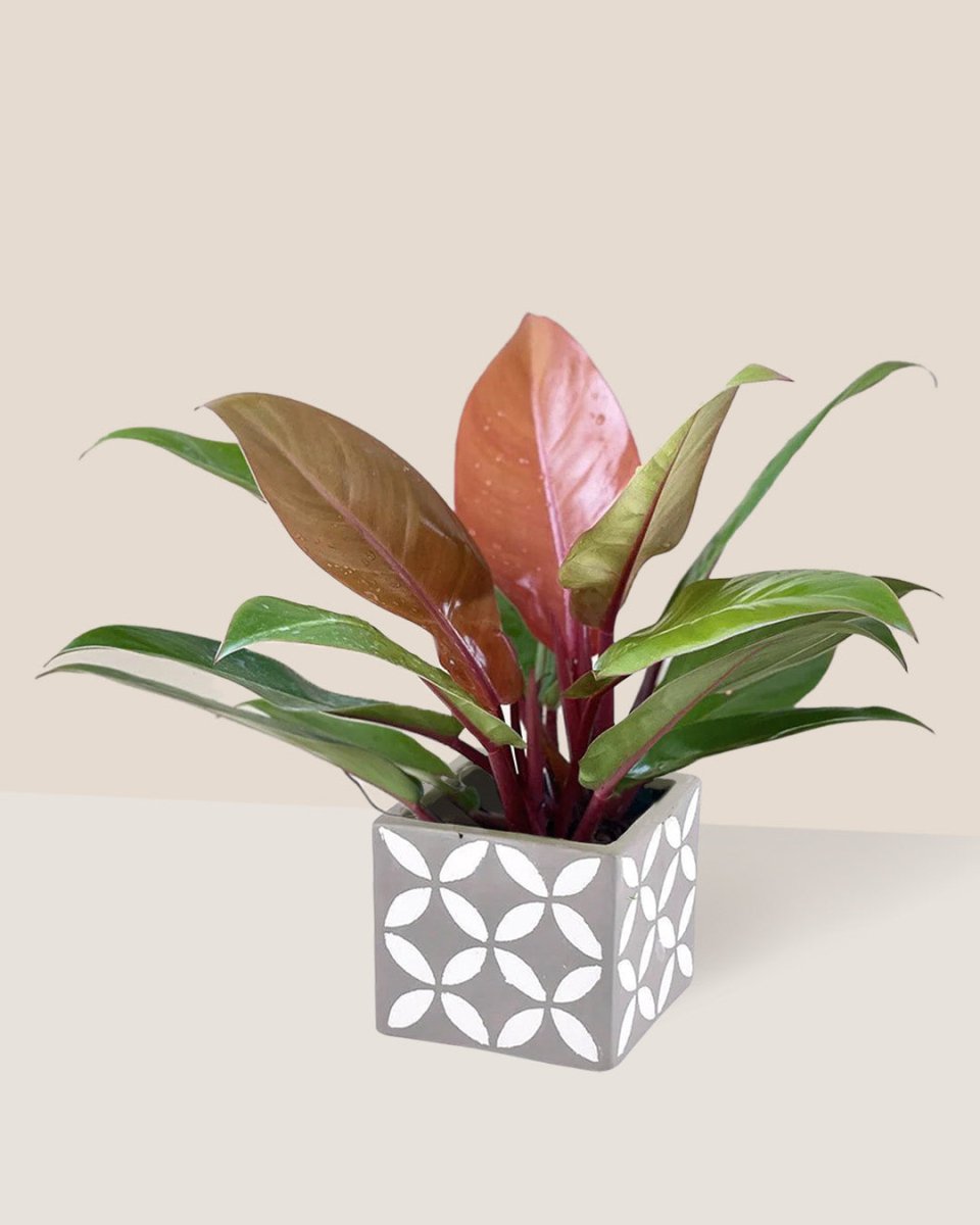 Philodendron Orange Congo - cement cube - Just plant - Tumbleweed Plants - Online Plant Delivery Singapore