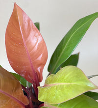 Philodendron Orange Congo - grow pot - Just plant - Tumbleweed Plants - Online Plant Delivery Singapore