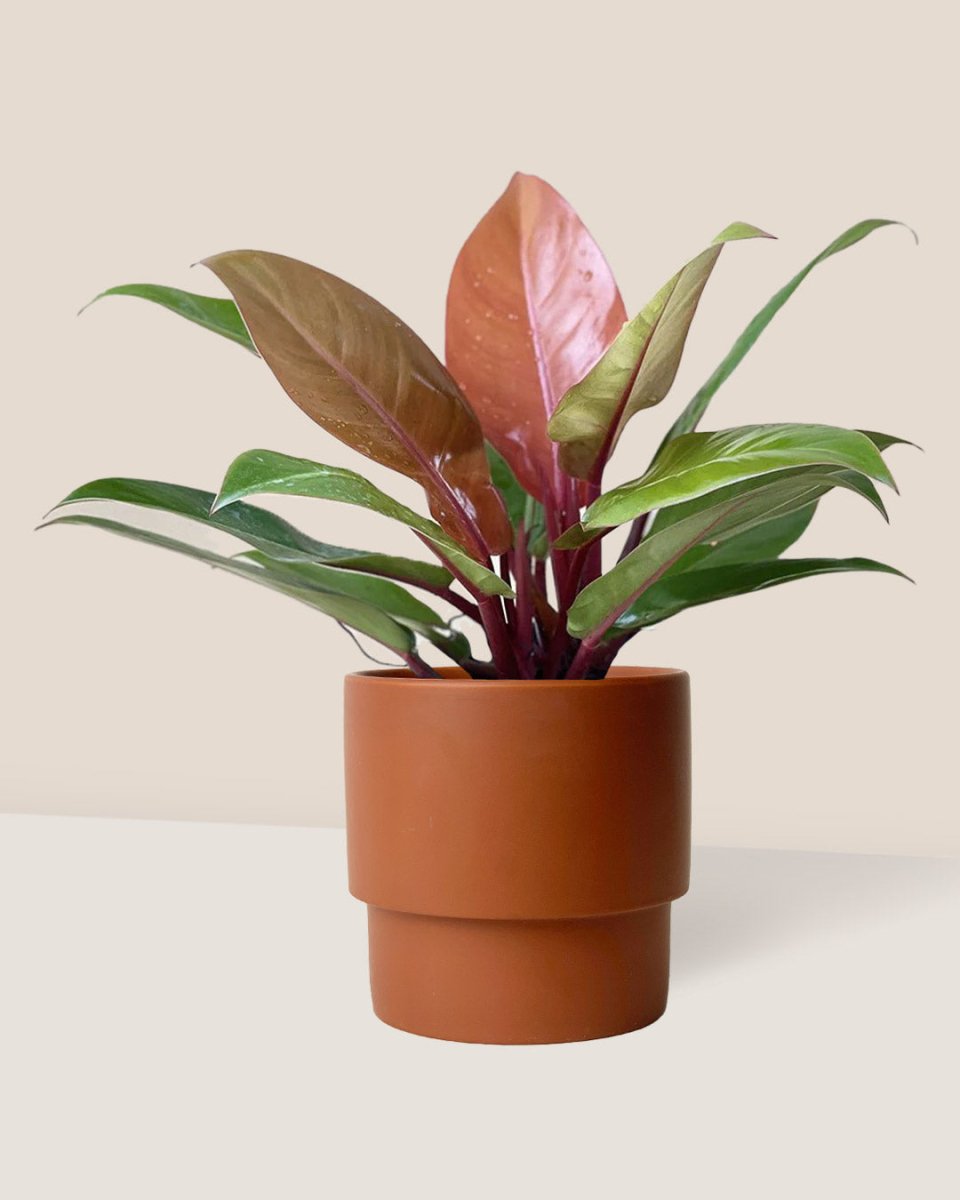 Philodendron Orange Congo - plinth pot - chestnut/large - Just plant - Tumbleweed Plants - Online Plant Delivery Singapore