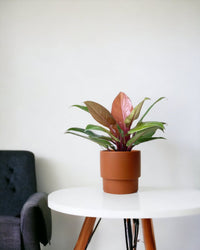 Philodendron Orange Congo - poppy planter - ariel - Just plant - Tumbleweed Plants - Online Plant Delivery Singapore